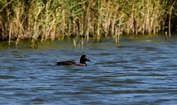 Ferruginous Duck