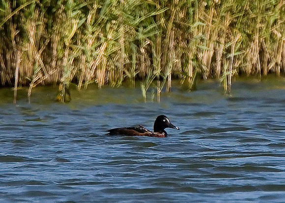 Ferruginous Duck