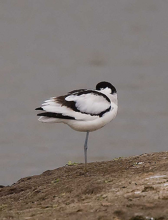 Avocet