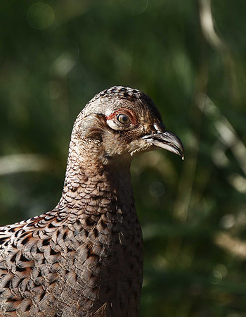 Pheasant