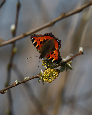 Small Tortoiseshell