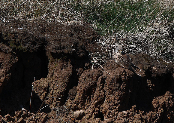 Kestrel