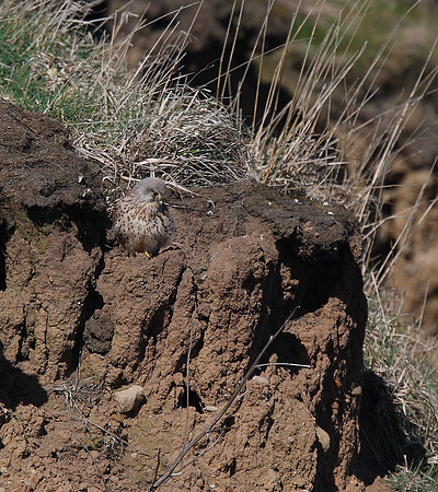 Kestrel