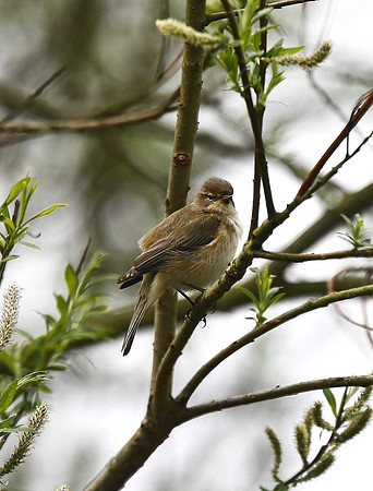 Chiffchaff