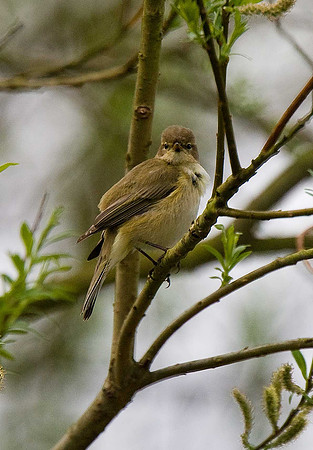 Chiffchaff