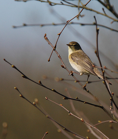 Chiffchaff