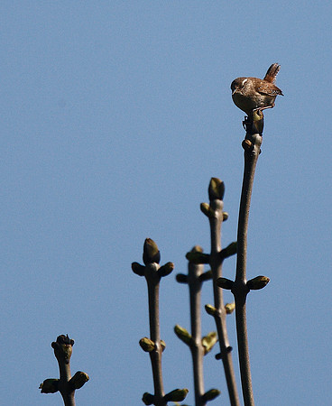 Wren