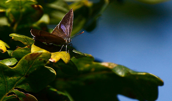 Purple Hairstreak