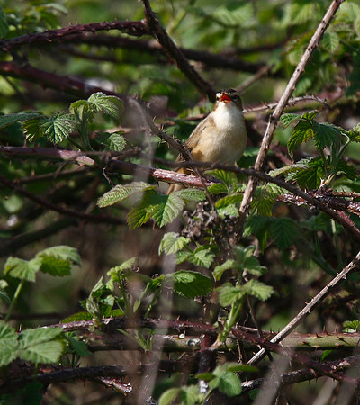 Sedge Warbler