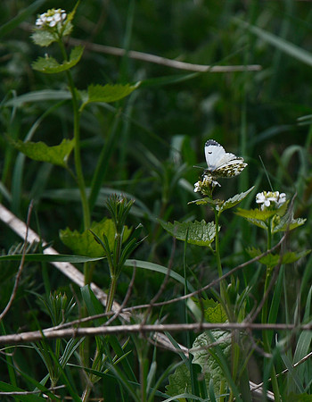 Orange-tip