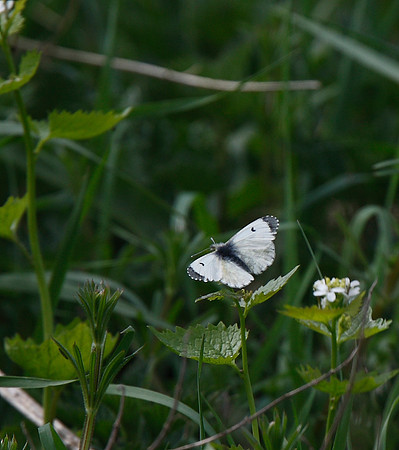 Orange-tip