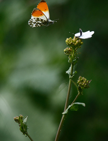 Orange-tip