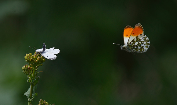 Orange-tip