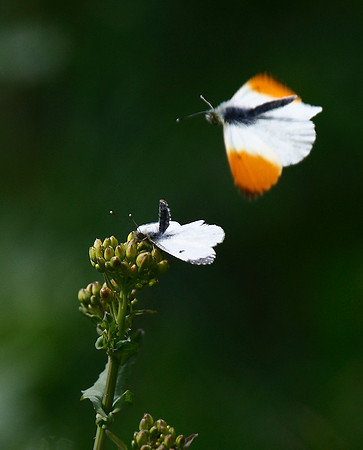 Orange-tip
