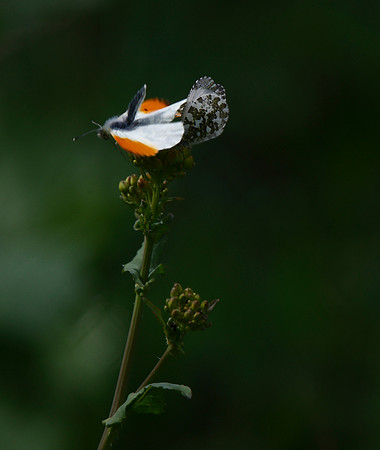 Orange-tip