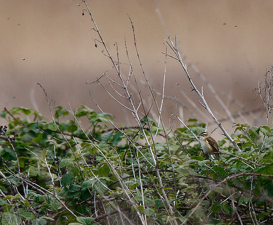 Sedge Warbler