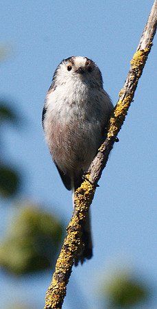 Long-tailed Tit