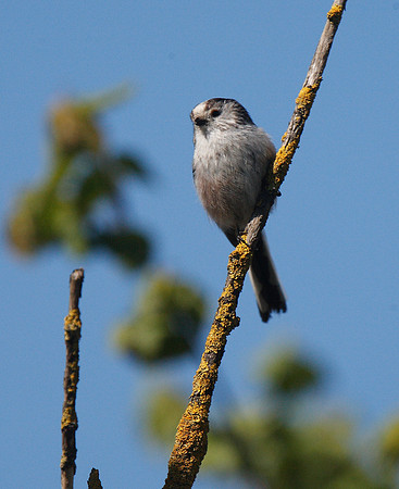 Long-tailed Tit
