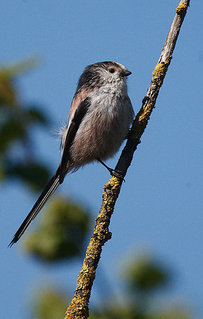Long-tailed Tit