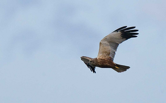 Marsh Harrier