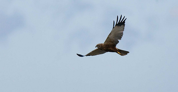 Marsh Harrier