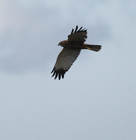 Marsh Harrier