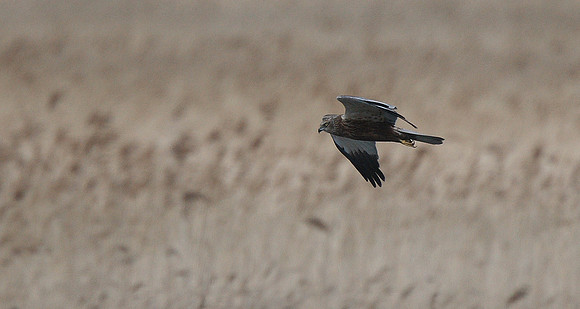 Marsh Harrier