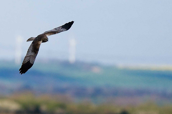 Marsh Harrier