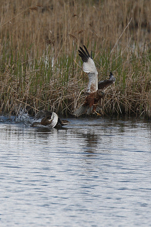Marsh Harrier