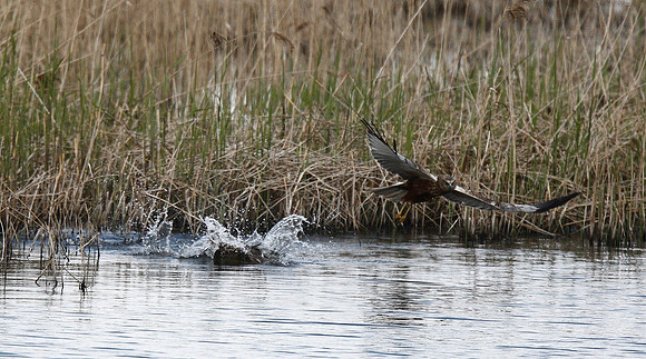 Marsh Harrier