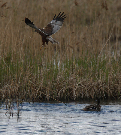 Marsh Harrier