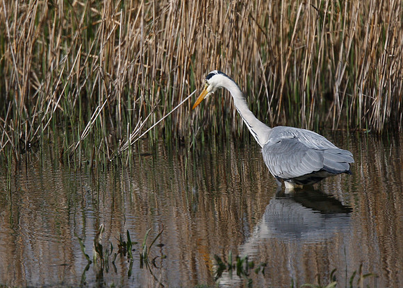 Heron