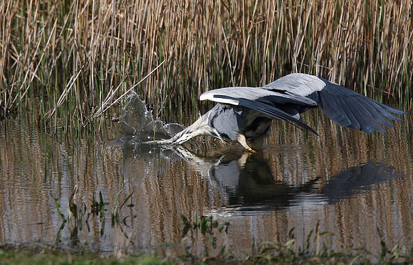 Heron
