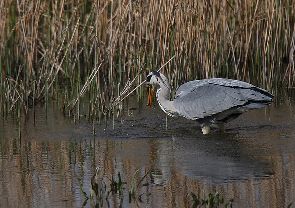 Heron