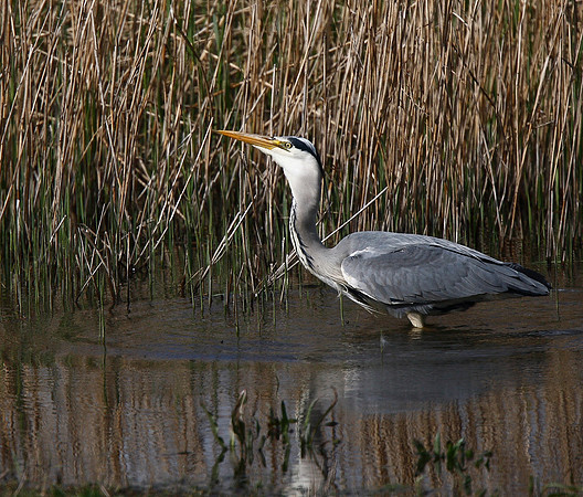 Heron
