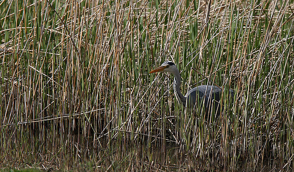 Heron