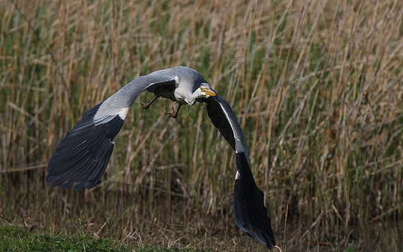 Heron