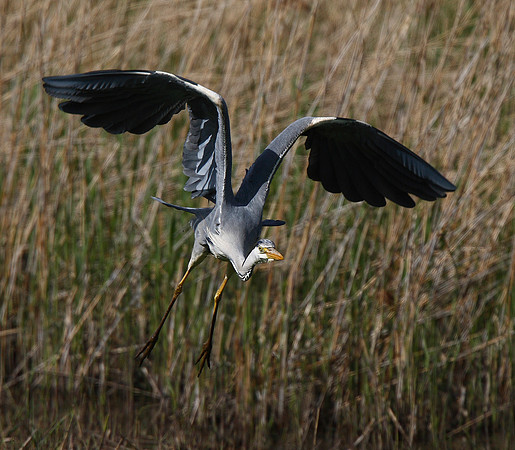 Heron