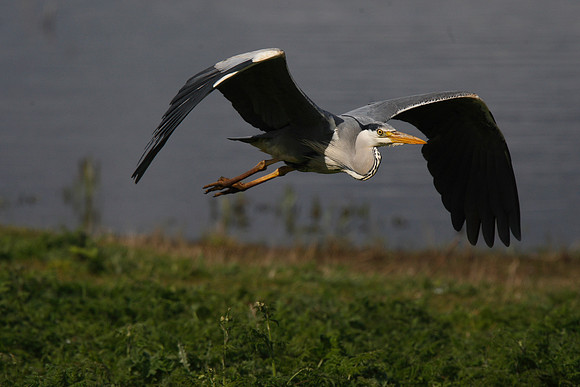 Heron