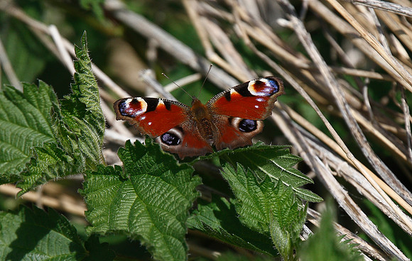 Peacock