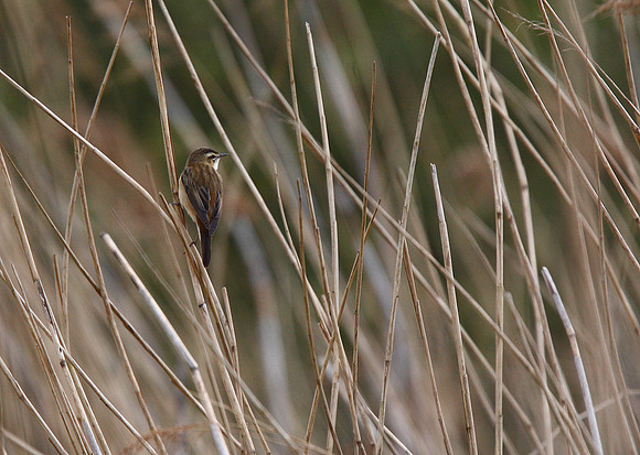 Sedge Warbler