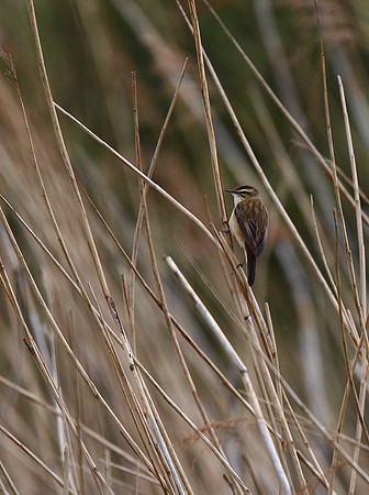 Sedge Warbler