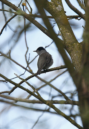 Blackcap