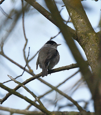 Blackcap