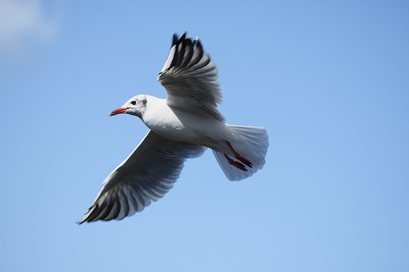 Black-headed Gull