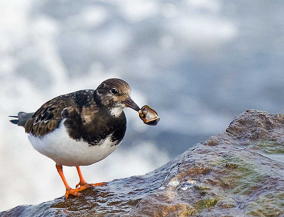 Turnstone