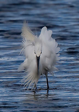 Little Egret