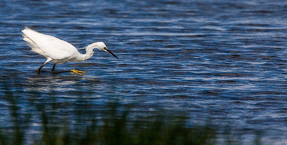Little Egret