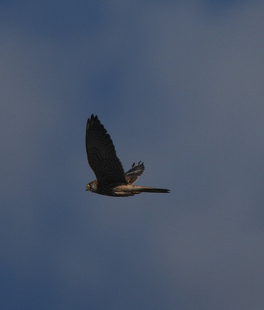 Kestrel