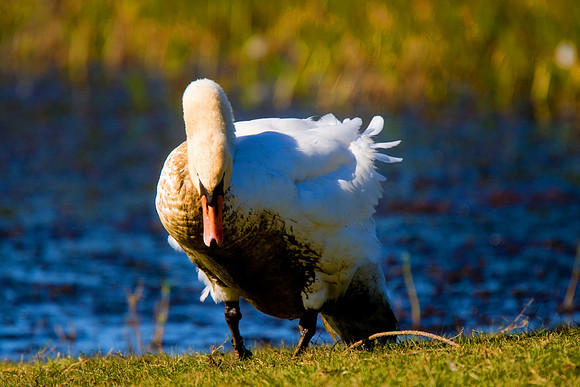 Mute Swan
